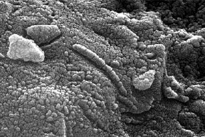 Electron micrograph of traces of Martian life